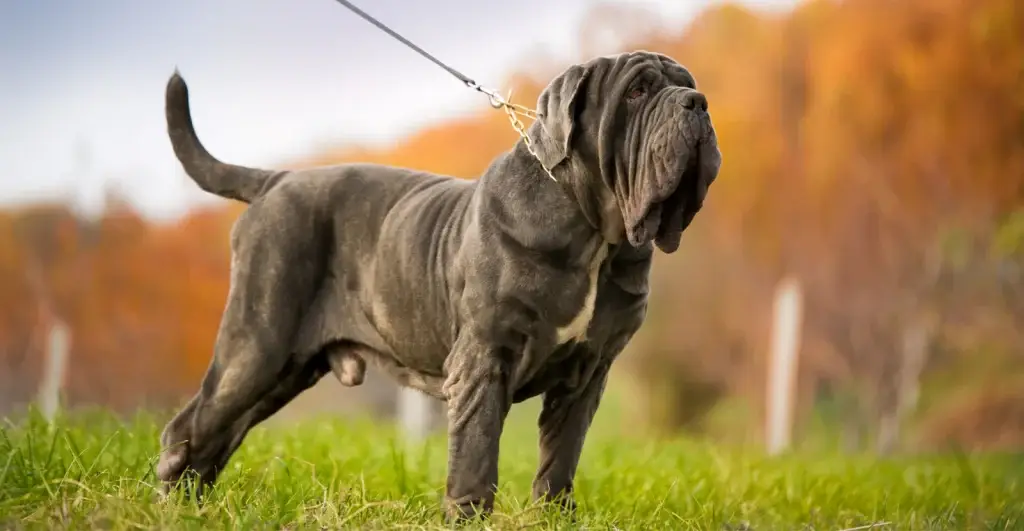 Μαστίφ (Mastiff)