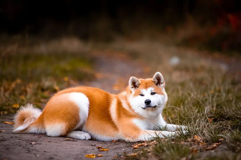 Ακίτα (Akita)