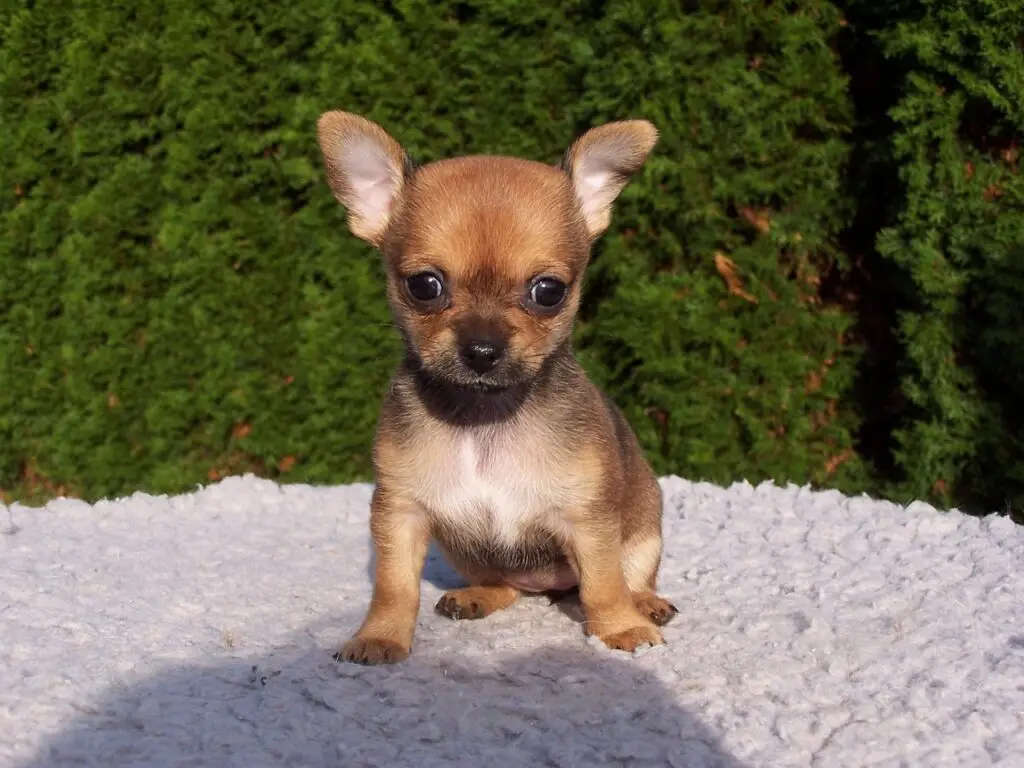 Τσιουάουα (Chihuahua)