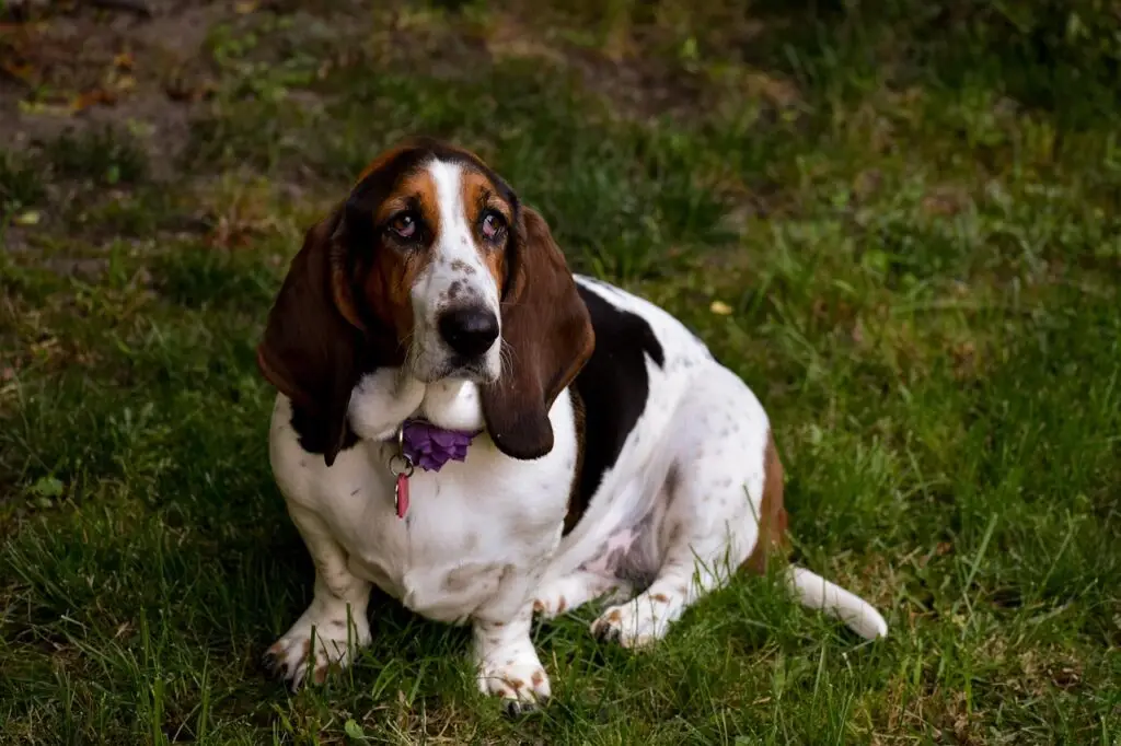 Μπασέ Χάουντ (Basset Hound)