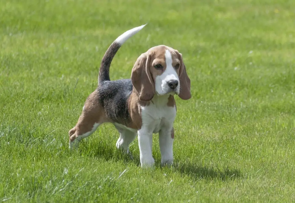 Μπιγκλ (Beagle)