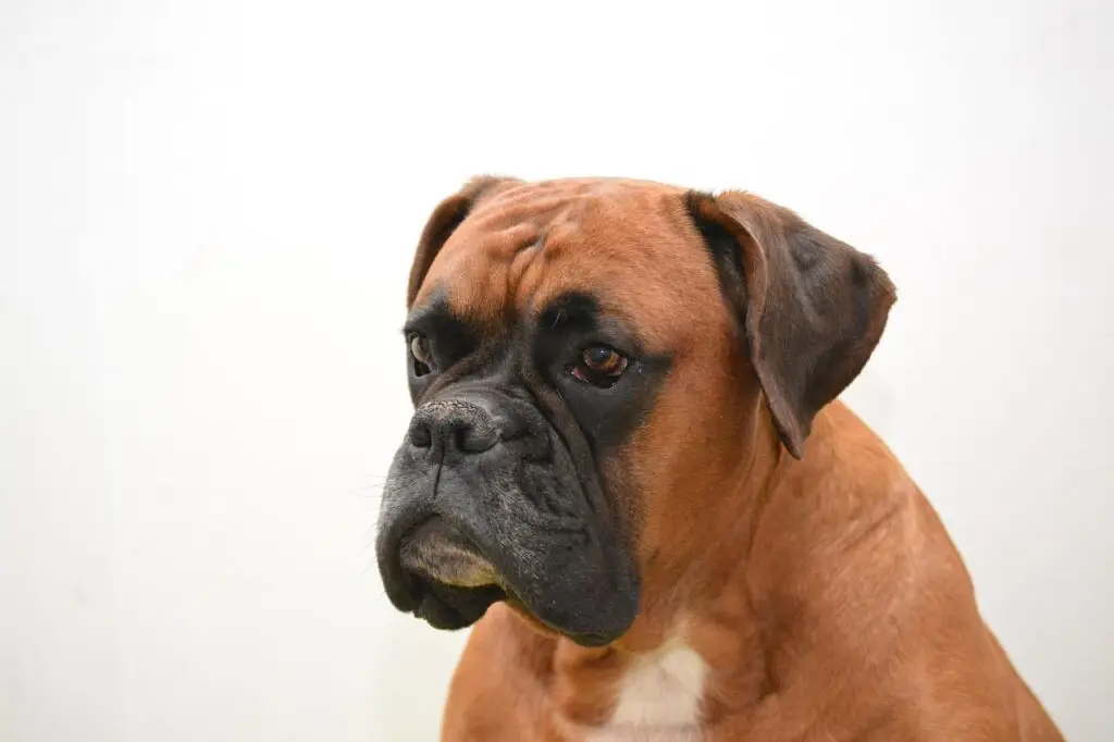 Μπόξερ (Boxer)