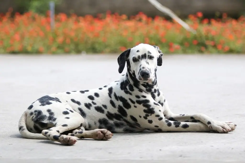 Δαλματίας (Dalmatian)