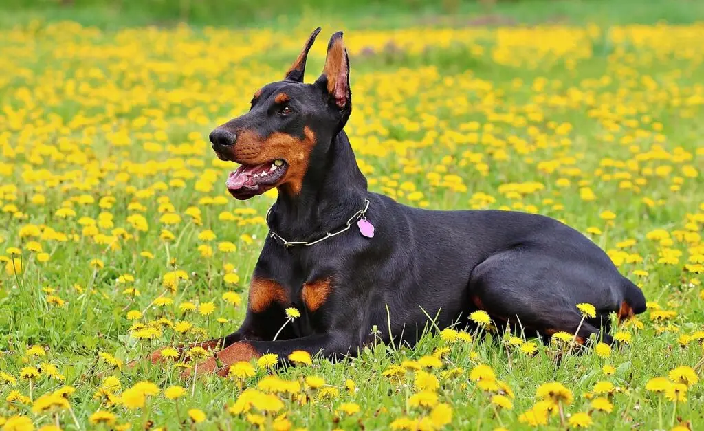 Ντομπερμάν (Doberman )