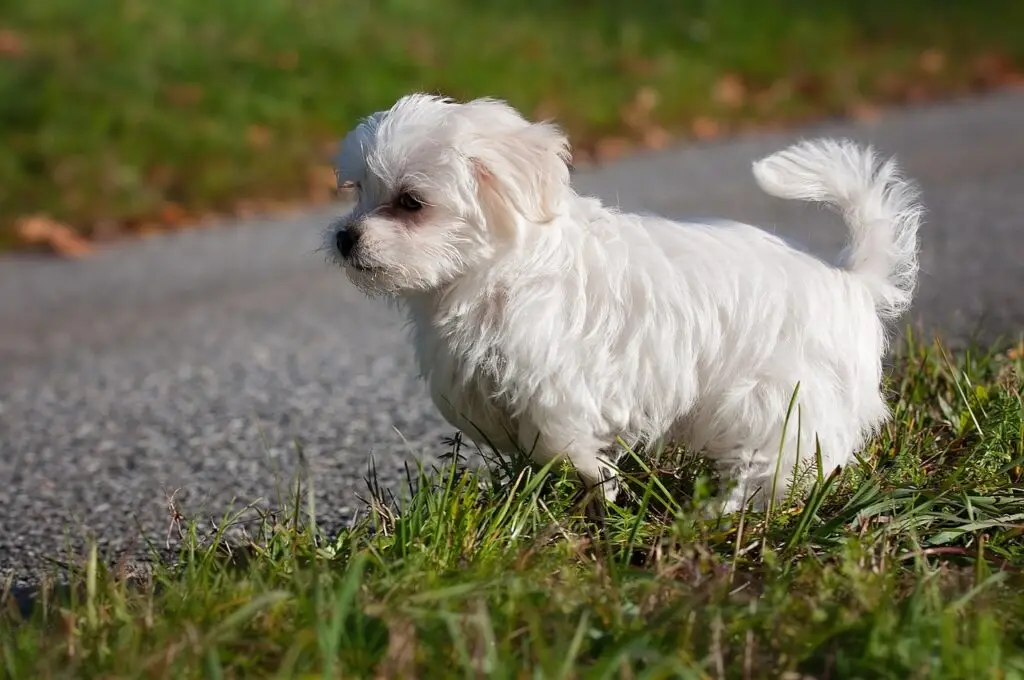 Μαλτέζ (Maltese)