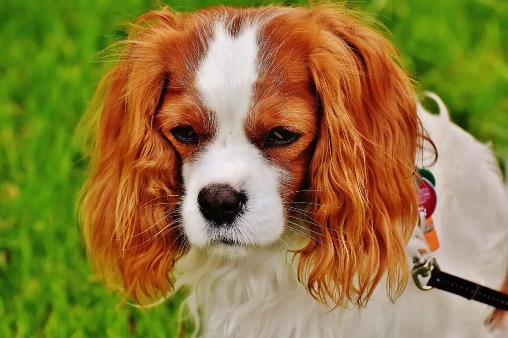 Σπάνιελ Καβαλιέρ Κινγκ Τσαρλς (Cavalier King Charles Spaniel)