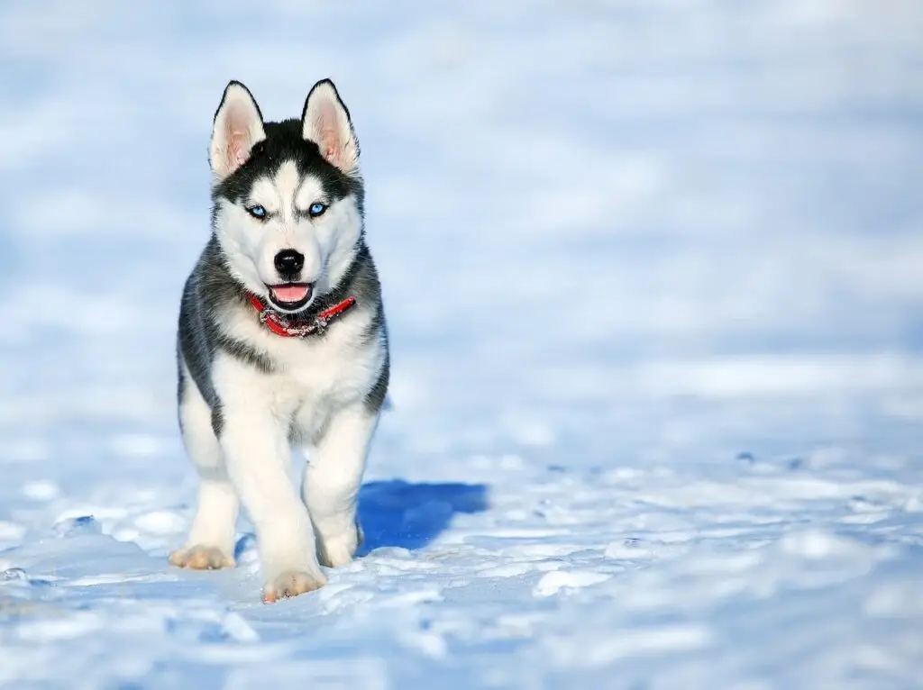 Χάσκι Σιβηρίας (Siberian Husky)