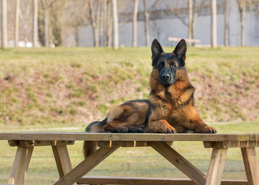 Γερμανικός Ποιμενικός (German Shepherd)