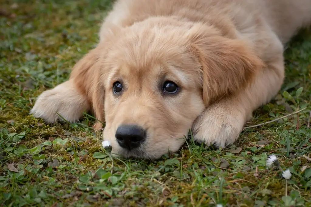 Γκόλντεν Ριτρίβερ (Golden Retriever)