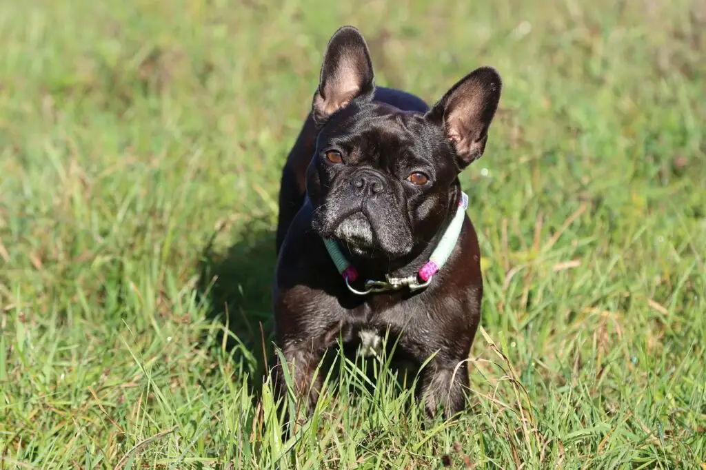 Γαλλικό Μπουλντόγκ (French Bulldog)