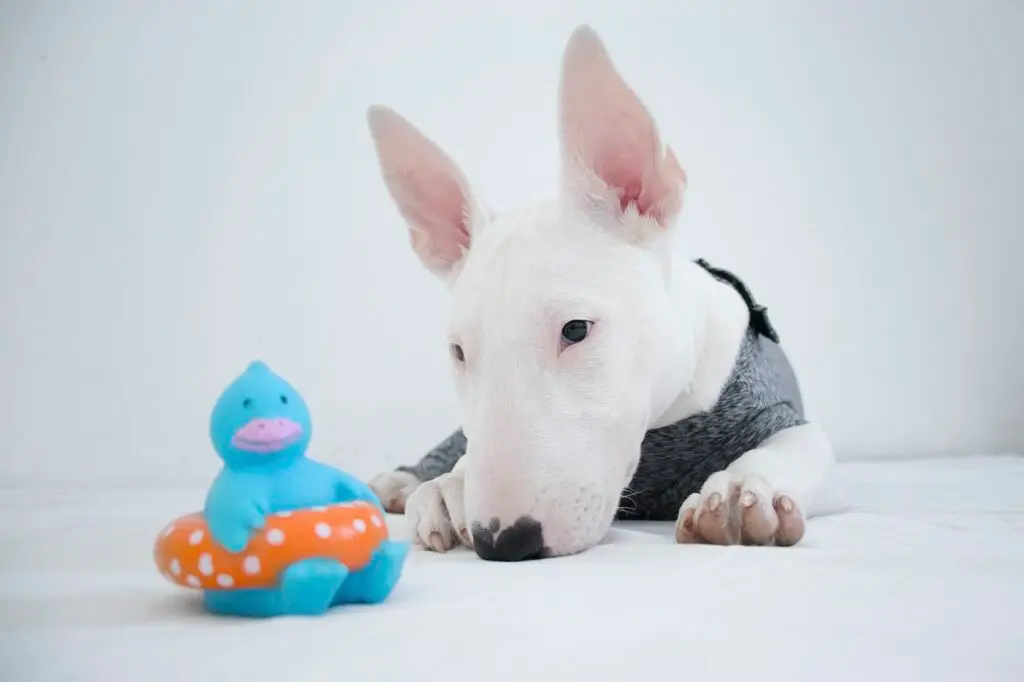 Μπουλ Τεριέ (Bull Terrier)