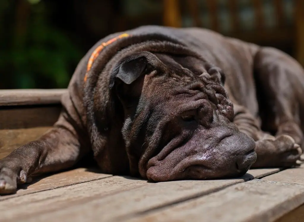 Σαρ Πέι (Shar Pei)