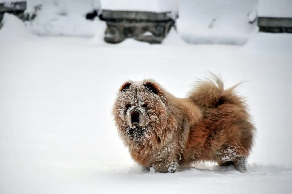 Τσόου τσόου (Chow Chow)