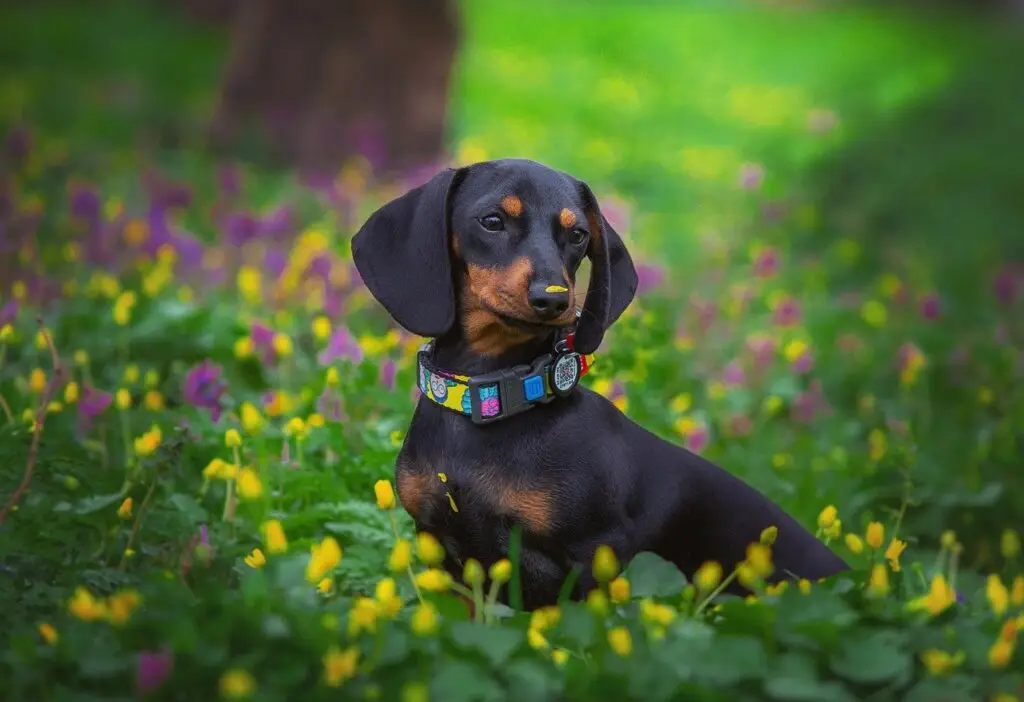 Ντάσχαουντ (Dachshund)