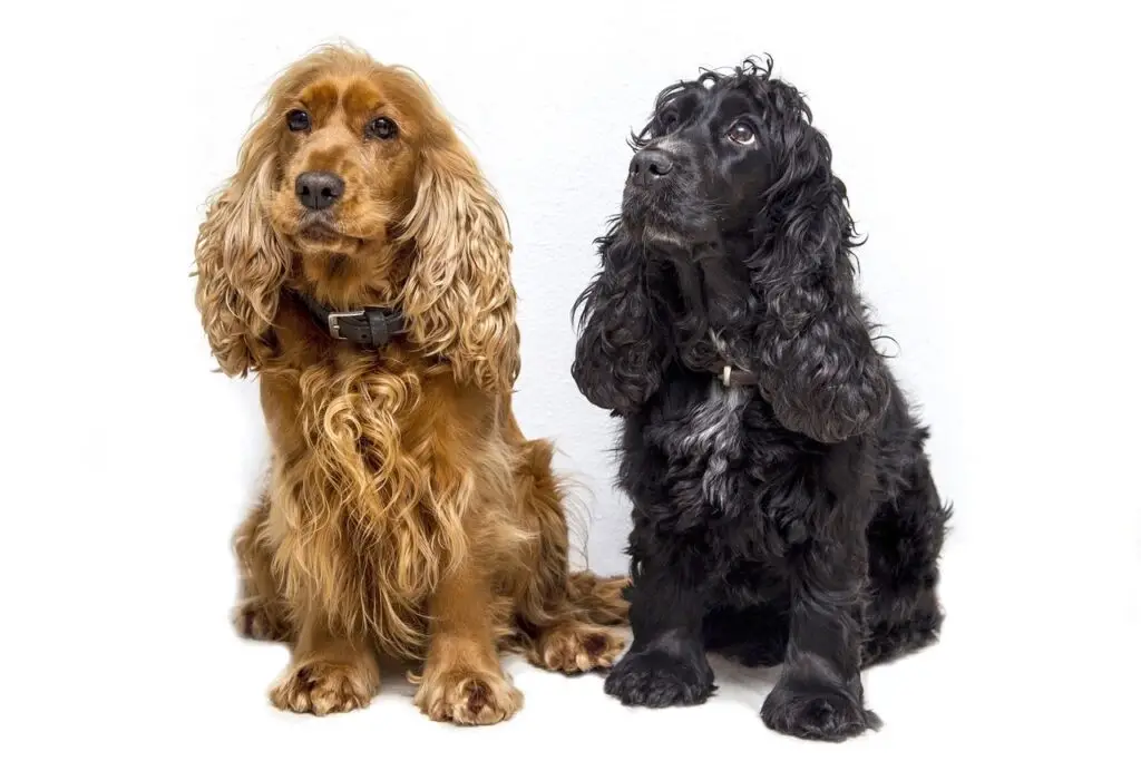 Κόκερ Σπάνιελ (Cocker Spaniel)