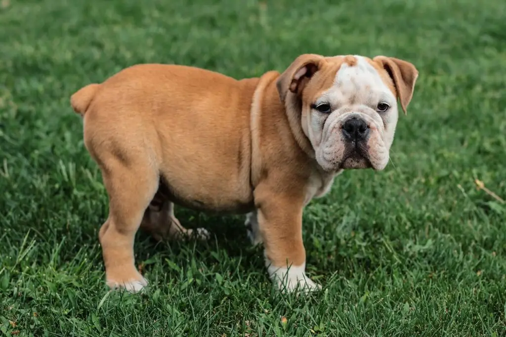 Αγγλικό Μπουλντόγκ (English Bulldog)