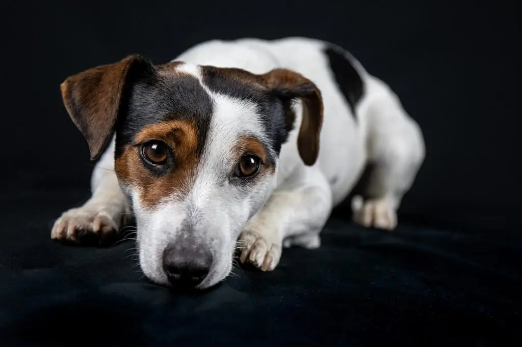 Τζακ Ράσελ Τεριέ (Jack Russell Terrier)