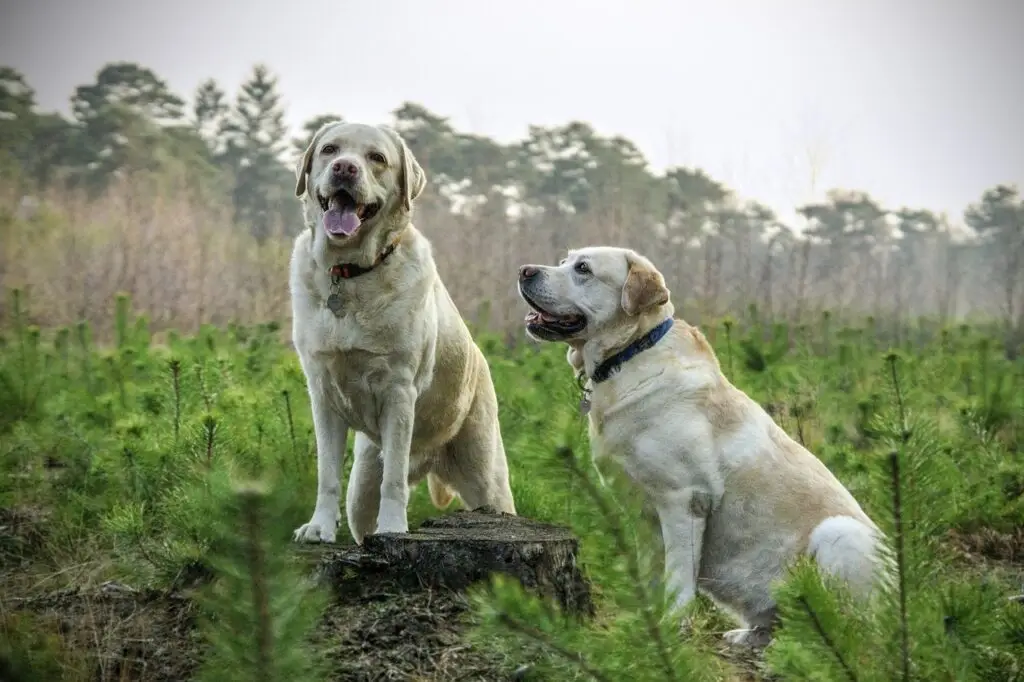 Λαμπραντόρ Ριτρίβερ (Labrador Retriever)