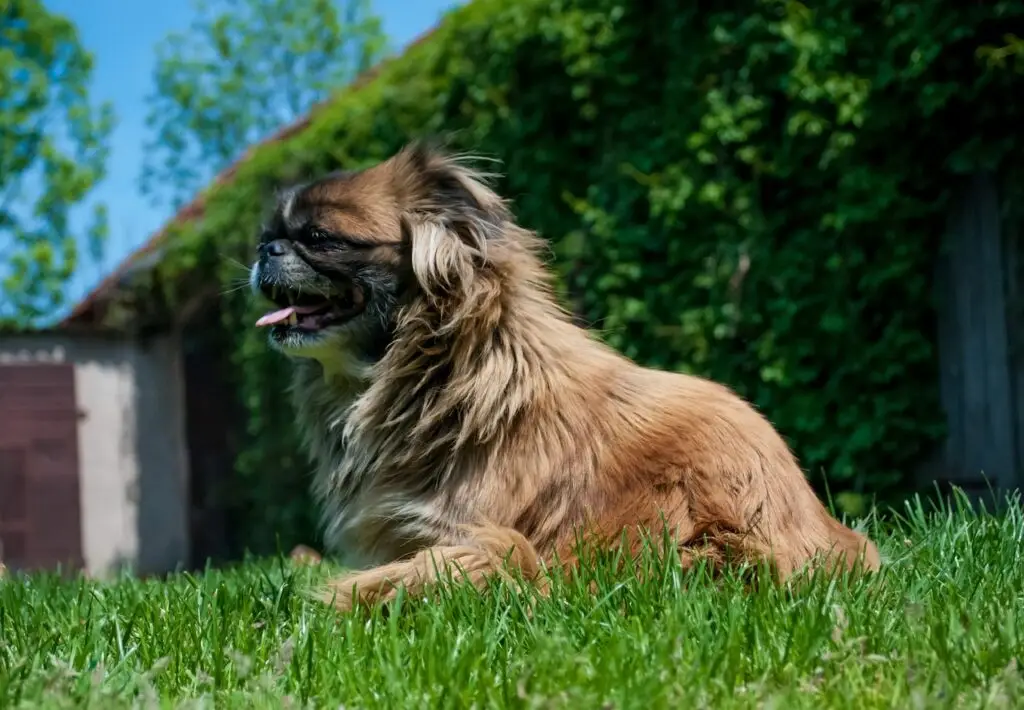 Πεκινουά (Pekingese)