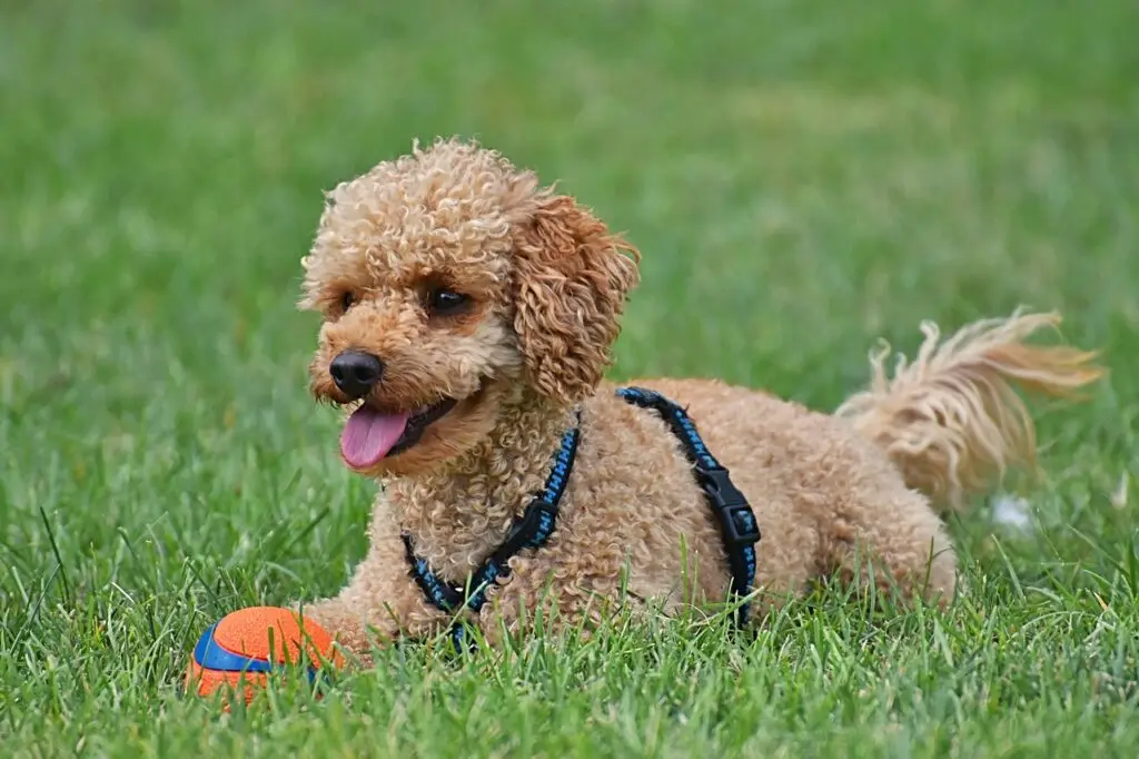 Κανίς (Poodle)