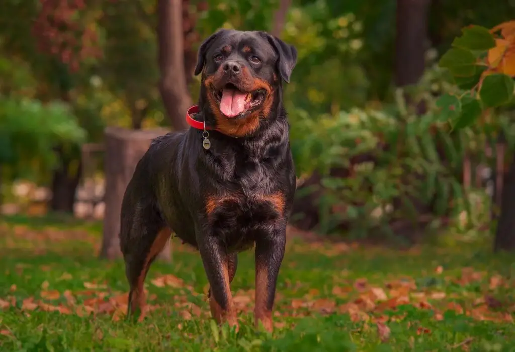 Ροτβάιλερ (Rottweiler)