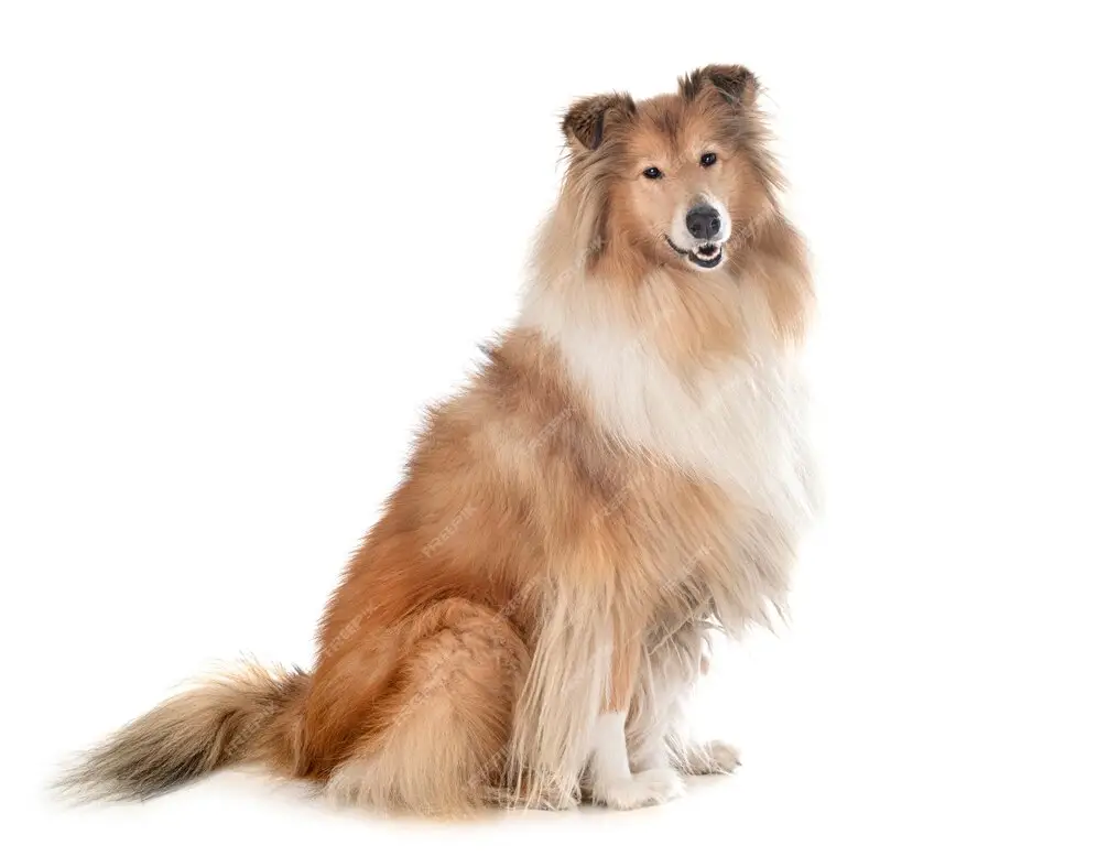 Κόλεϊ (Collie)
