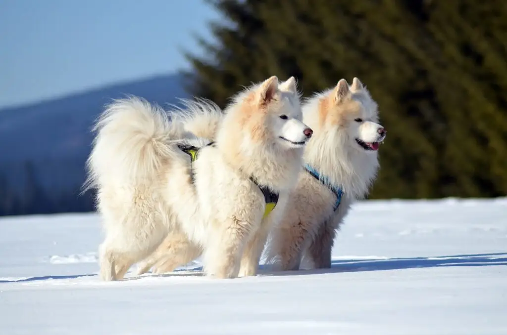 Σαμογιέντ (Samoyed)