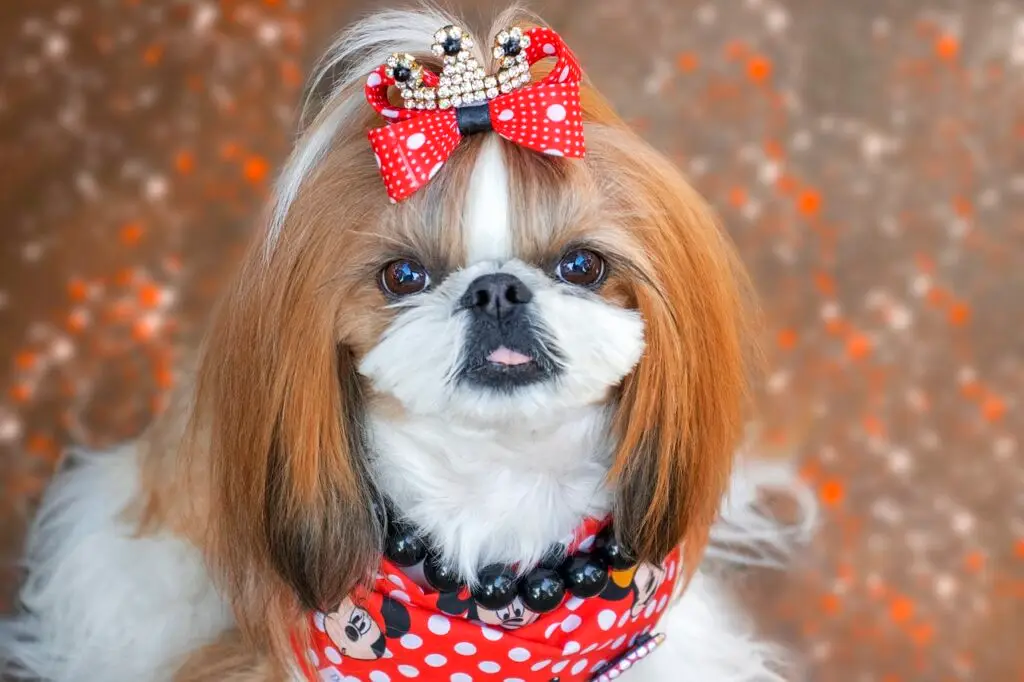 Σιχ Τσου (Shih Tzu)