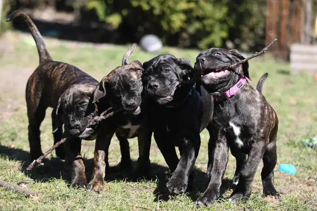 Κάνε Κόρσο (Cane Corso)