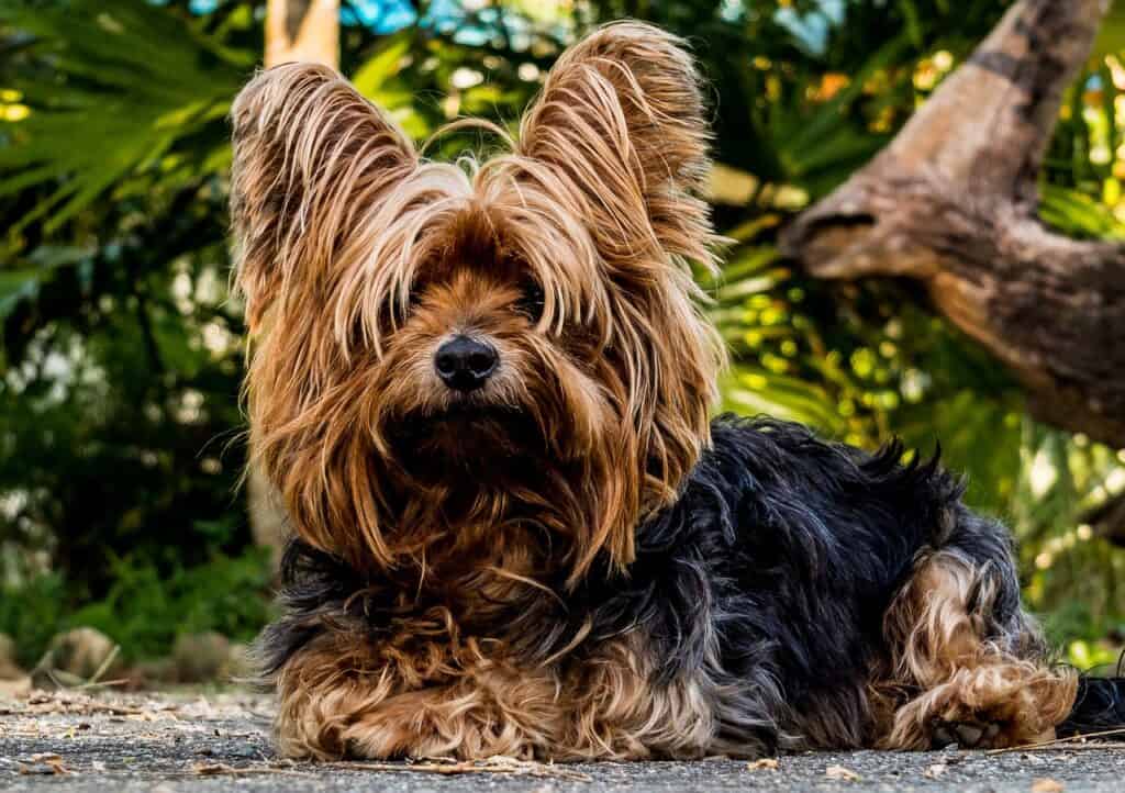Γιορκσάιρ Τεριέ (Yorkshire Terrier)