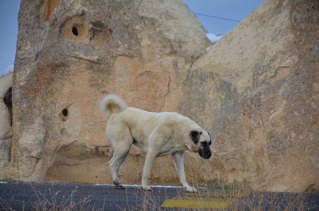 Κανγκάλ (Kangal)