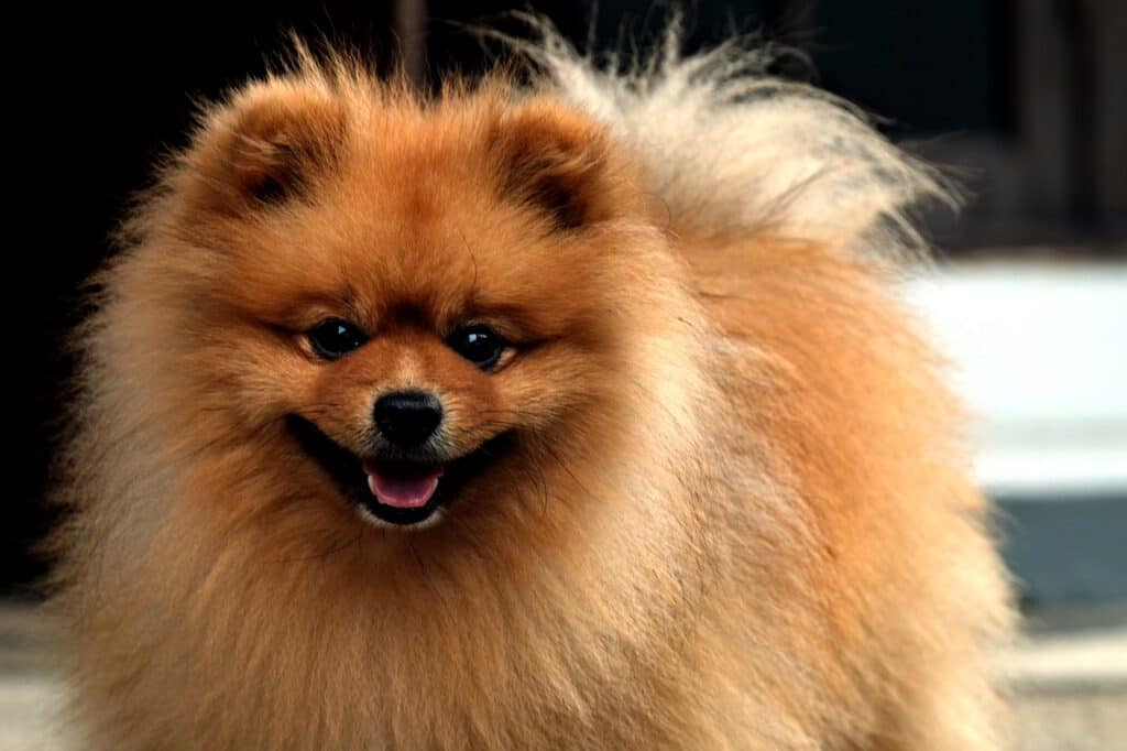 Πομεράνιαν (Pomeranian)