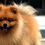 Cute Pomeranian dog available for adoption, ideal for loving homes and families.