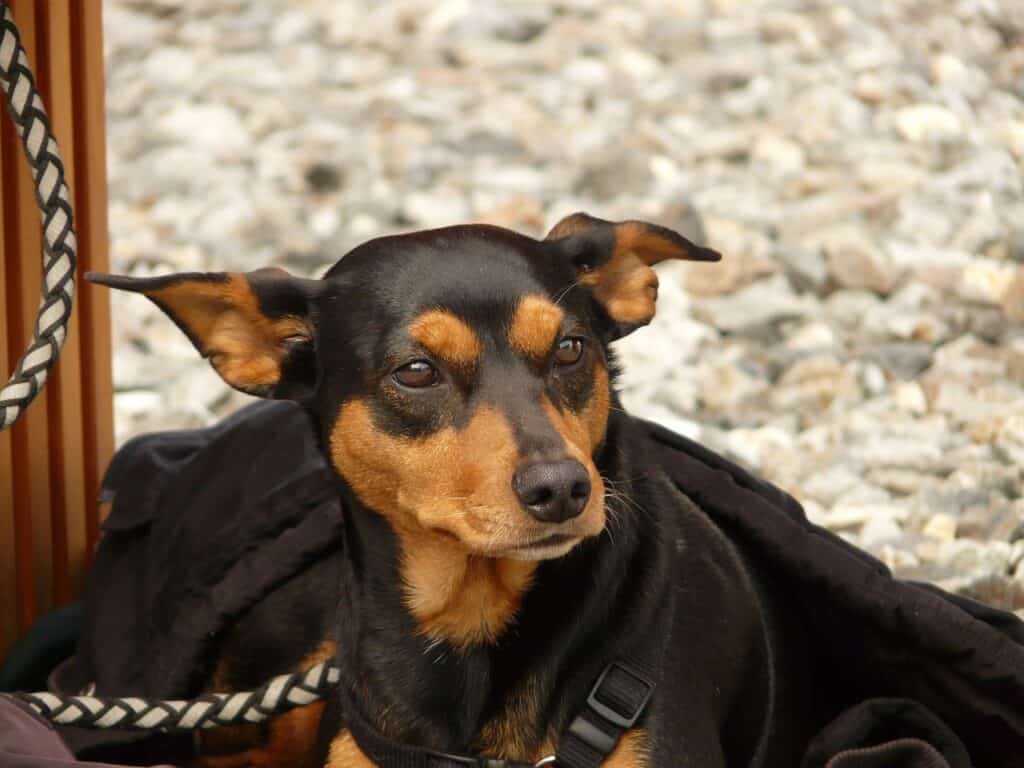 Πίνσερ (Pinscher)