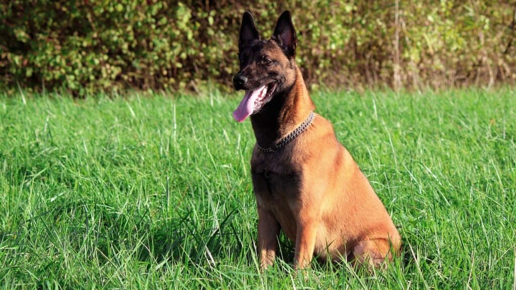 Μαλινουά (Malinois)