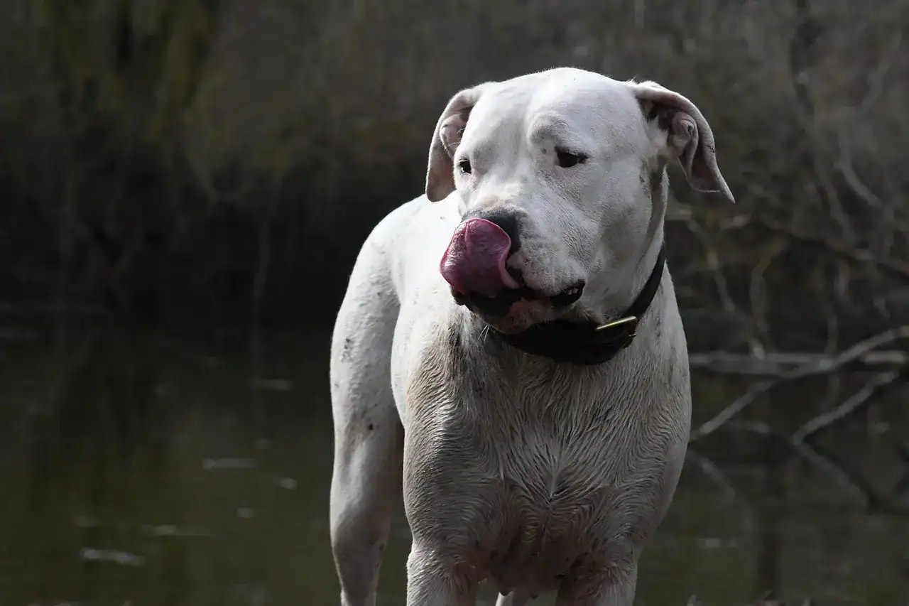 Ντόγκο Αρτζεντίνο (Dogo Argentino)