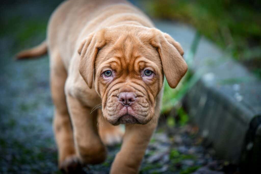 Ντόγκ ντε Μπορντό (Dogue de Bordeaux)