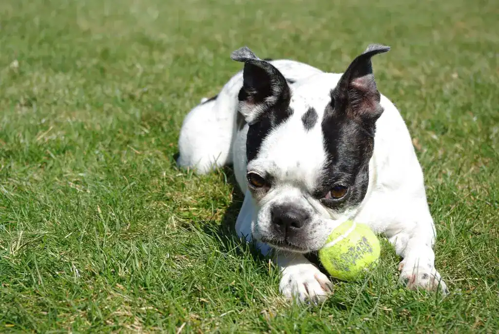 Μπόστον Τεριέ (Boston Terrier)