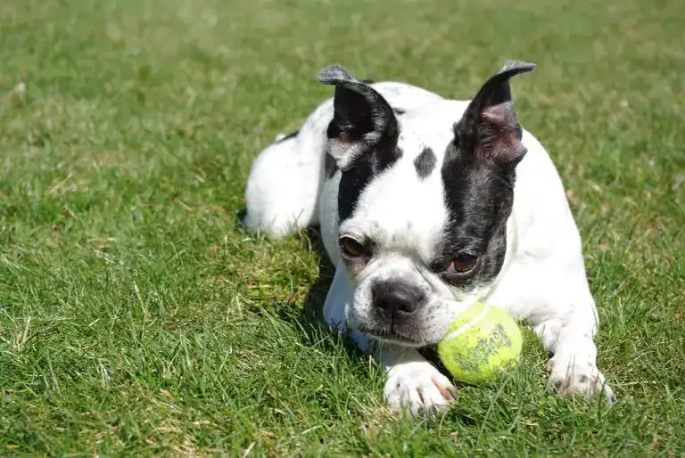 Cute puppy with a tennis ball lying on grass, perfect for adoption and pet lovers.