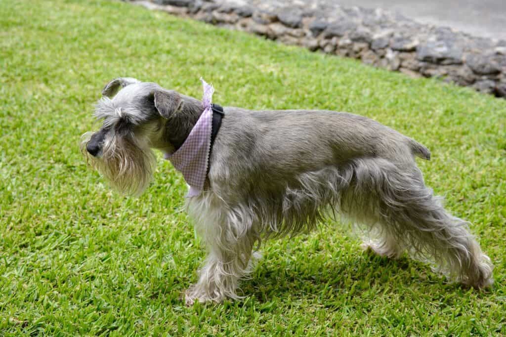 Σνάουτσερ (Schnauzer)